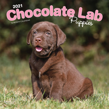 Calendar Labrador Retriever Puppies, Chocolate 2021 Square Book