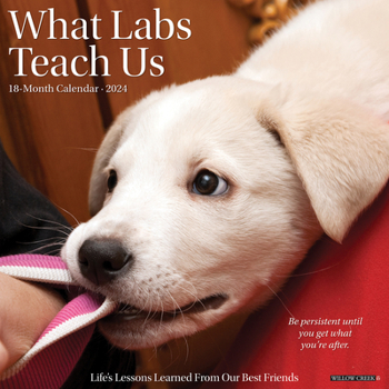 Calendar What Labs Teach Us 2024 12 X 12 Wall Calendar Book