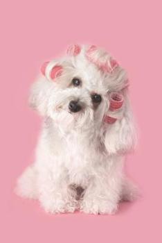 Discreet password logbook: Never forget a password anymore : Keep your website login credentials, software key, cryptocurrency wallet secure phrase, ... under 10$ (Handy password keeper COLLECTION)