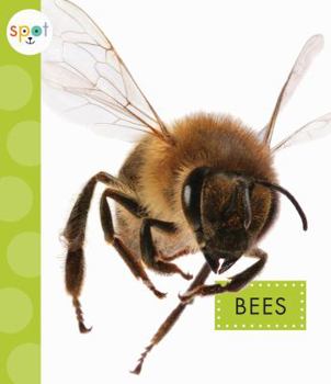 Bees - Book  of the Spot Creepy Crawlies