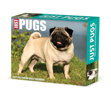 Calendar Pugs 2022 Box Calendar - Dog Breed Daily Desktop Book