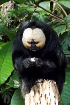 White-Faced Saki Monkey Journal: 150 Page Lined Notebook/Diary