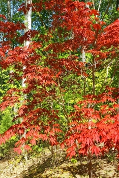 2020 Weekly Planner Springtime Japanese Maple Forest Background 134 Pages: 2020 Planners Calendars Organizers Datebooks Appointment Books Agendas
