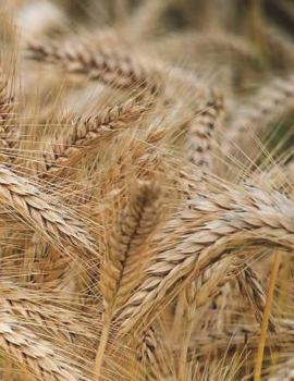 Paperback Spike Notebook Large Size 8.5 x 11 Ruled 150 Pages Book