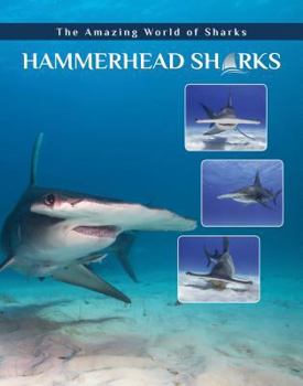 Hardcover Hammerhead Sharks Book