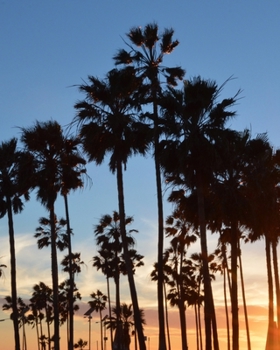 Paperback Journal: 200 Lined & Dated Pages, Inspirational Palm Trees at Venice Beach, 8x10 Inches, Diary & Notebook for Writing, Brainsto Book