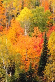 2020 Weekly Planner Fall Foliage Valley Autumn Season 134 Pages: 2020 Planners Calendars Organizers Datebooks Appointment Books Agendas