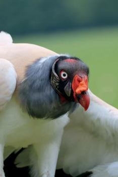 Paperback King Vulture Portrait Journal: 150 page lined notebook/diary Book