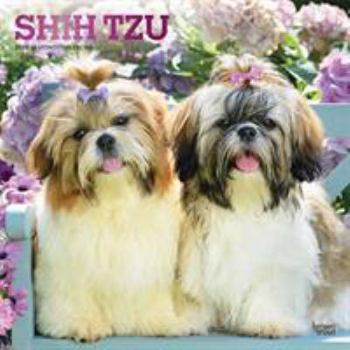 Calendar Shih Tzu 2020 Square Foil Book