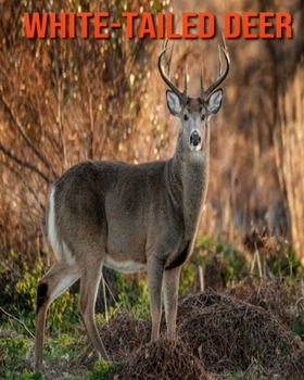 Paperback White-Tailed Deer: Beautiful Pictures & Interesting Facts Children Book About White-Tailed Deer Book