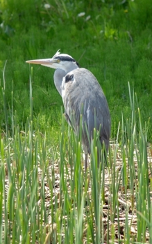 Notebook: Journal/Diary/Notebook/Planner/Sketchbook - Japanese Grey Heron - 150 Lined Pages - 5"x8" - Softcover - Great for everyday use!