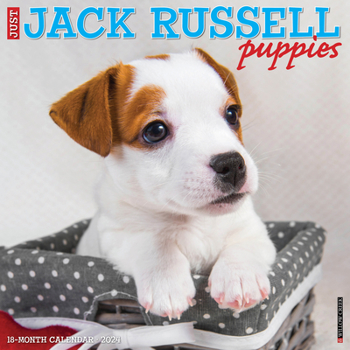 Calendar Just Jack Russell Puppies 2024 12 X 12 Wall Calendar Book