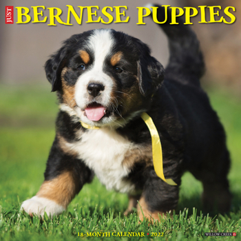 Calendar Just Bernese Mountain Puppies 2022 Wall Calendar (Dog Breed) Book