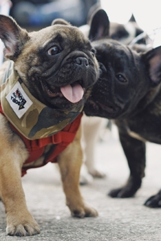 French Bulldogs Dog Pup Puppy Doggie Notebook Bullet Journal Diary Composition Book Notepad - Funny Sniffing: Cute Animal Pet Owner Composition Book ... Ruled Lined Paper Pages in 6” x 9” Inch