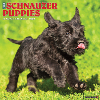 Calendar Just Schnauzer Puppies 2022 Wall Calendar (Dog Breed) Book