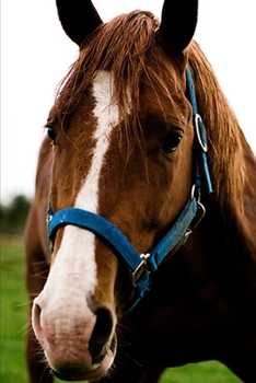 Paperback 2020 Weekly Planner Horse Photo Equine Curious Chestnut 134 Pages: 2020 Planners Calendars Organizers Datebooks Appointment Books Agendas Book