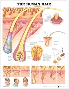 Wall Chart The Human Hair Anatomical Chart Book