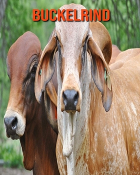 Buckelrind: Sch?ne Bilder & Kinderbuch mit interessanten Fakten ?ber Buckelrind