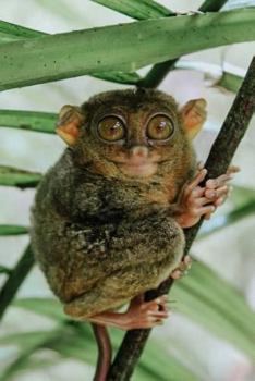 Paperback Composition Book: College Ruled Notebook Composition Book Diary Tarsier Book