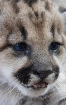 Paperback Journal: Cute Mountain Lion Cub Book