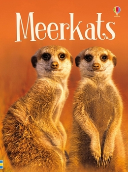 Meerkats - Book  of the Usborne Beginners