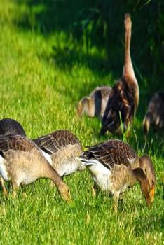 Paperback Grazing Geese Notebook: Geese Love to Feed in Grassy Fields, Grain Fields, Lawns, and Ponds. Book