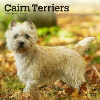 Calendar Cairn Terriers 2024 Square Book