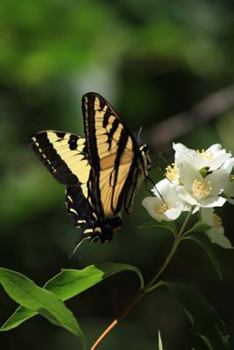 Paperback A Black and Yellow Swallowtail Butterfly on a Flower Summer Day Journal: 150 Page Lined Notebook/Diary Book