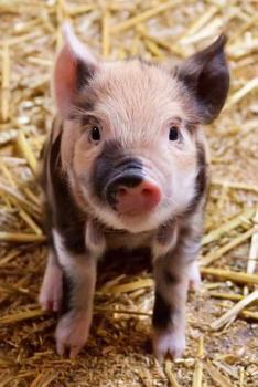 Paperback Adorable Little Piglet Journal: 150 Page Lined Notebook/Diary Book