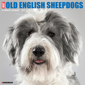 Calendar Just Old English Sheepdogs 2025 12 X 12 Wall Calendar Book