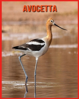 Avocetta: Libro per bambini Fatti sorprendenti e immagini sui Avocetta