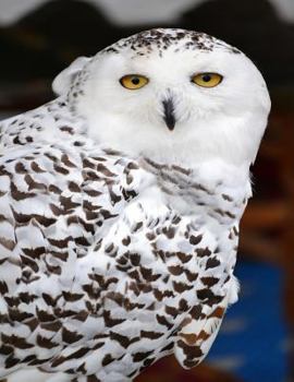 Paperback Owl Notebook: 8.5 X 11 202 College Ruled Pages Book