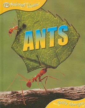 Library Binding Ants Book