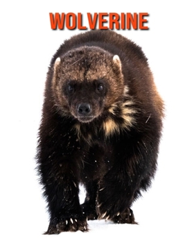 Paperback Wolverine: Beautiful Pictures & Interesting Facts Children Book About Wolverine Book