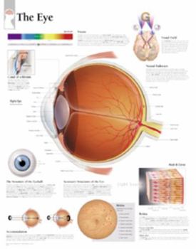 Misc. The Eye Chart: Wall Chart Book