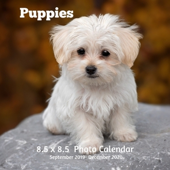 Paperback Puppies 8.5 X 8.5 Calendar September 2019 -December 2020: Monthly Calendar with U.S./UK/ Canadian/Christian/Jewish/Muslim Holidays-Cute Dogs Pets Book