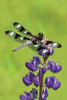 Hardcover Dragonfly Blank Journal Book