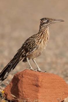 Paperback New Mexico State Bird - Roadrunner Journal: 150 page lined notebook/diary Book