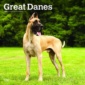 Calendar Great Danes 2023 Square Book