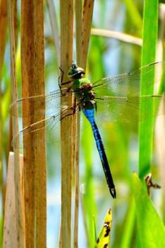 Blue & Green Dragonfly Lined Journal for daily thoughts notebook Lovely Lake Arrowhead Photograph