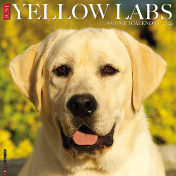 Calendar Just Yellow Labs 2024 12 X 12 Wall Calendar Book