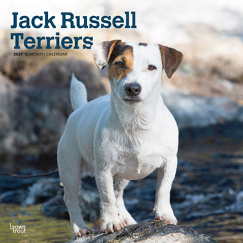 Jack Russell Terriers 2027 12 X 24 Inch (Hanging) Monthly Square Wall Calendar Plastic-Free