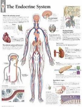 Wall Chart The Endocrine System Chart: Wall Chart Book