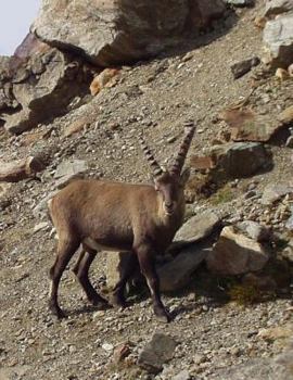 Paperback Ibex Notebook Large Size 8.5 x 11 Ruled 150 Pages Softcover Book