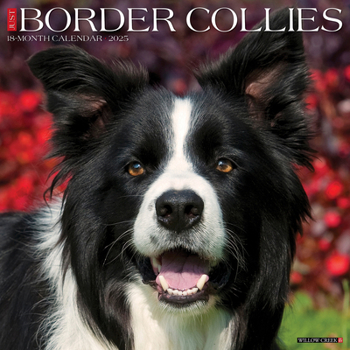 Calendar Just Border Collies 2025 12 X 12 Wall Calendar Book