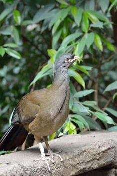 Grey-Headed Chachalaca Bird Journal (Gray) : 150 Page Lined Notebook/diary