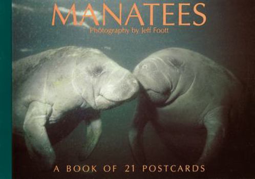 Manatees Postcard Book