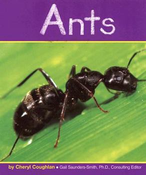 Ants (Insects) - Book  of the Insects