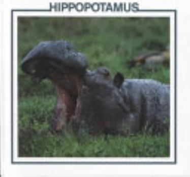 Library Binding Hippopotamus (African Animal Discovery Library) Book