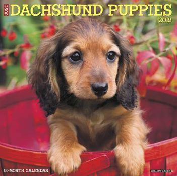 Calendar Just Dachshund Puppies 2019 Wall Calendar (Dog Breed Calendar) Book